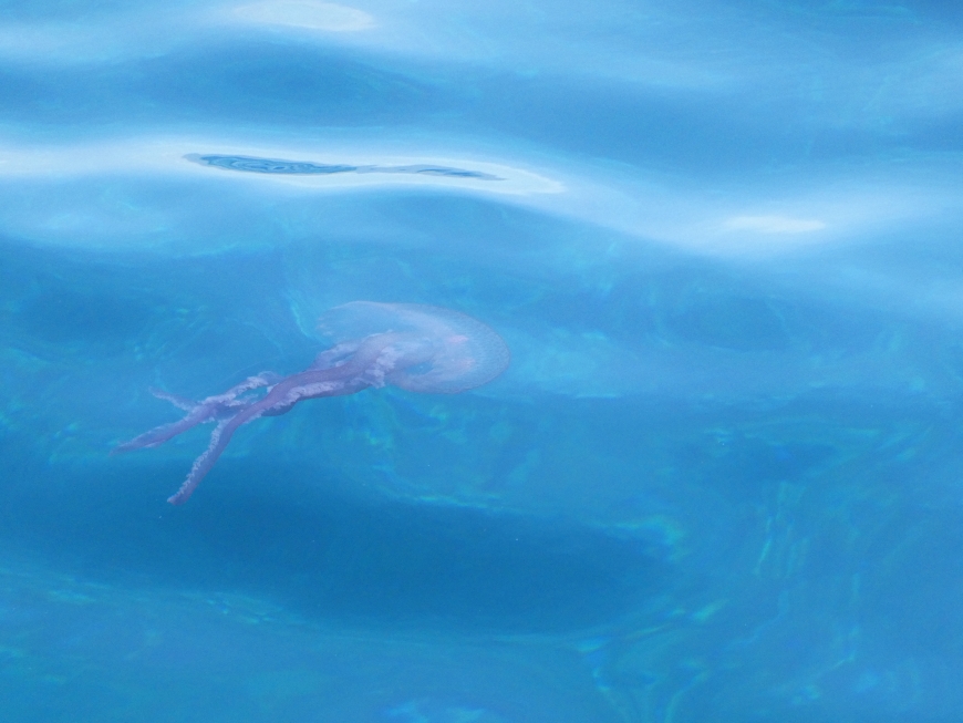 Méduse Méduse en mer
